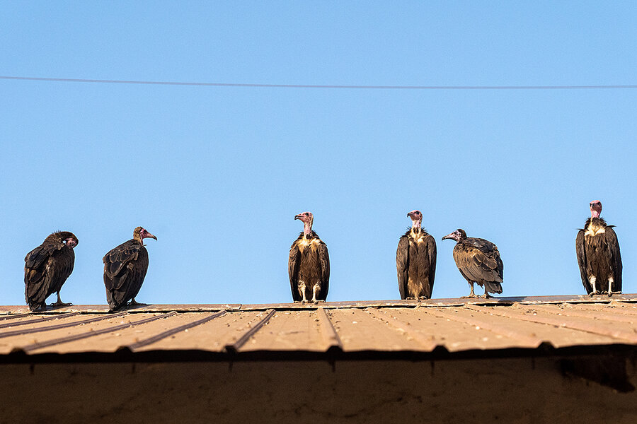 Endangered vulture numbers soar in GuineaBissau